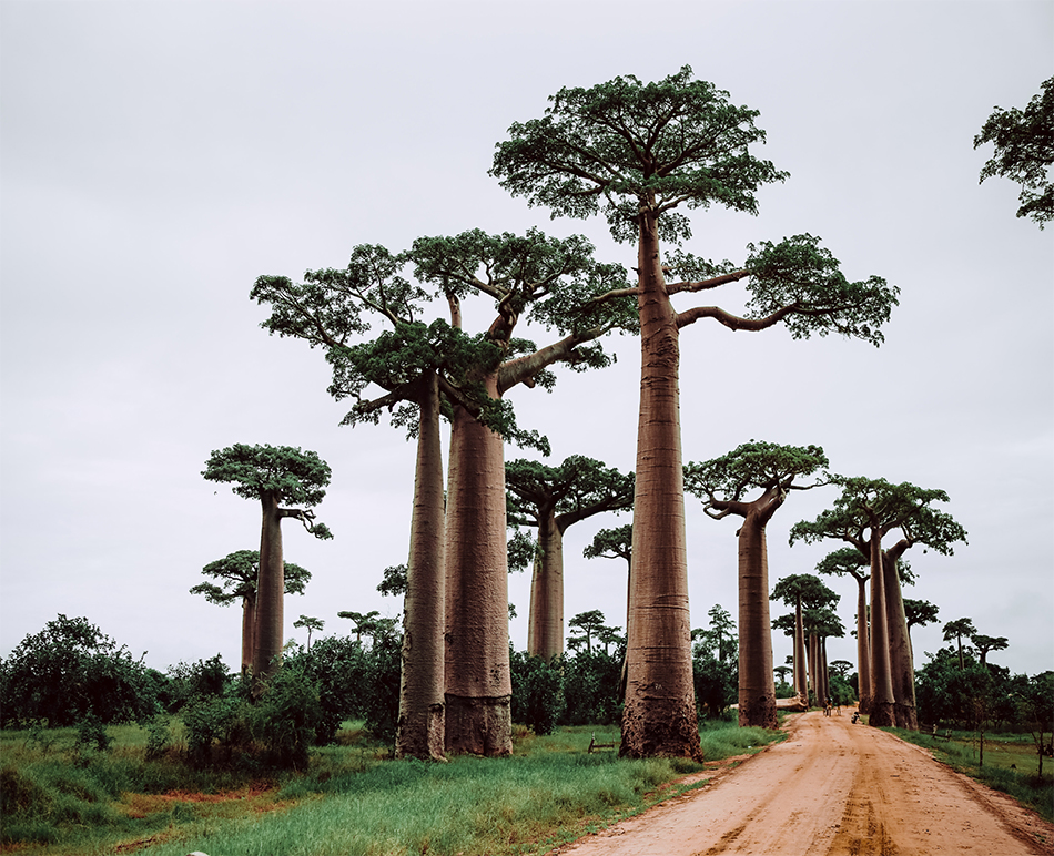 Top 6 Popular Tourist Attractions in Madagascar