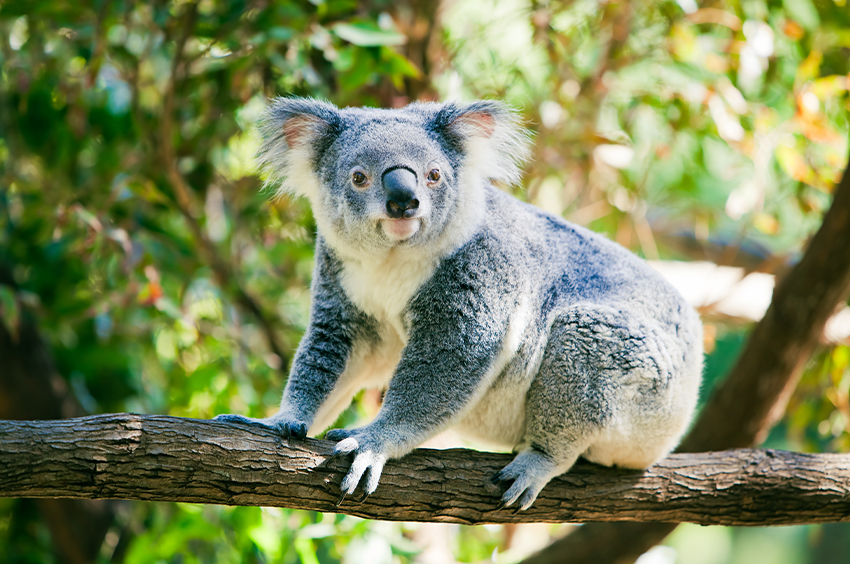 Top 8 Best Travel Experiences in Australia